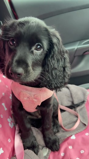 i’m crying #cockerspaniel #dogsoftiktok | cockerspaniel