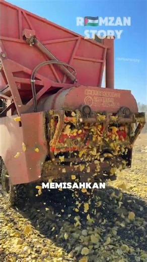 Pumpkin Seed Harvesting Process
