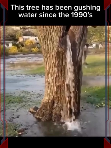 Non-Stop #Waterfalls from Living Trees, #Water everywhere no matter if Trees were cut down to Stumps. As long as the Trees have GOD -given Life in them They will run Water thru their Vains to Bring her up from the Deep Seas of Earth #gianttree #Biblical #Enoch