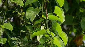 Heart-leaved moonseed green leaves herb. Tinospora cordifolia , tree and green leaves on natural background.
