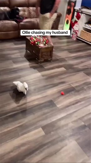 2.8K views · 29 reactions | #theolliebirdfamily #funny #exoticbirds #cockatoos #olliethecockatoo | The Ollie Bird Family | Facebook