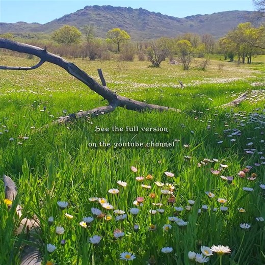 🌳🌼 This & No stress 🌳 Enter a state of flow with Healing Nature & Meditation