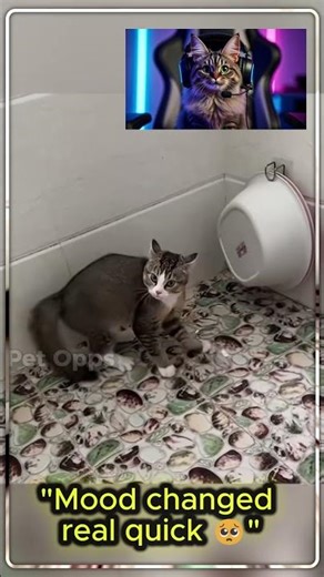Why are cats like this 😭 #petoops #funnycats #usa #corgi #shorts #funnypets #petfails #catshorts