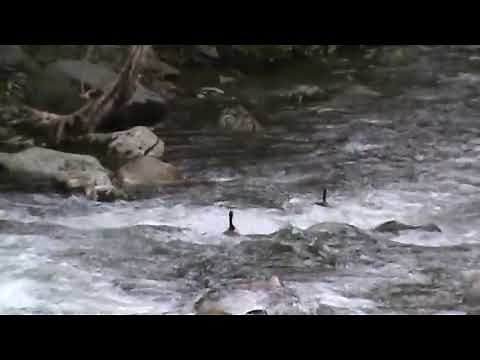 How To Run a Class II Whitewater Rapid