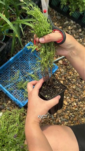 The Essential Summer Care for Spanish Lavender