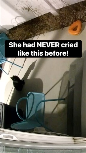 10K views · 147 reactions | Grumpy is still missing  This video was from before she disappeared. | Baby and Blue | Facebook