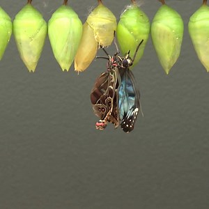 55K views · 485 reactions | Our tropical butterfly house is bursting with life. See nature in action as you wander through a jungle habitat, filled with free-flying butterflies and munching caterpillars. You may even spot a butterfly emerging. #SensationalButterflies | Natural History Museum, London | Facebook