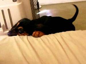 Bloodhound puppy howling