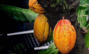 Origen e historia del chocolate: conocé todo sobre este alimento dulce