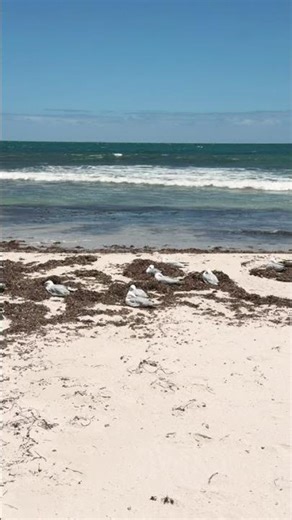 Seagulls: The Most Relatable Creatures on Earth