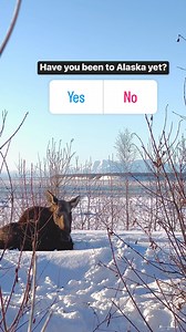 1.8K views · 304 reactions | Mama Moose and calf hanging out taking in this beautiful view of Mount Susitna (aka Sleeping Lady) and Knik Arm! #moose #mooseontheloose #alaska #sharingalaska #alaskaproud #youneedalaska #wildlife #jcsolbergphotography #alaskaphotography #alaskaphotographer #wildlifephotography #wildlifephotographer #outdoors #nature #mountsusitna #knikarm | Alaskan Adventures And More | Facebook