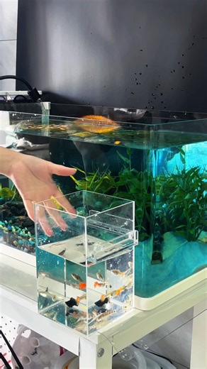 Anti-Gravity Tank Setup: FAIL ➡ ZEN SANCTUARY ✨🐟 #shorts #aquarium #aquascapegallery