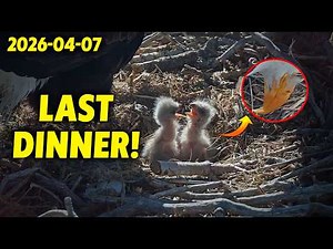 Sunset Feeding! Mom Jackie Makes Sure the Babies Are Full for the Night 🦅