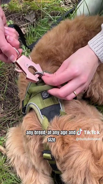 BullyBillows 10m Recall Lead: Safe Freedom for Dogs