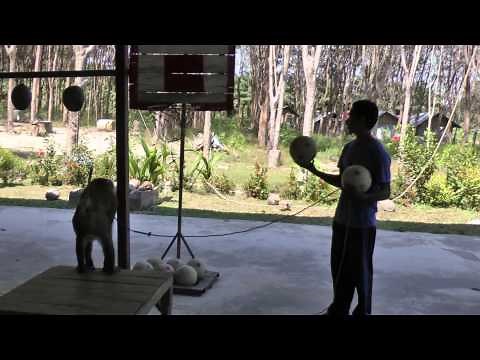 Monkey Plays Basketball and Rides Bikes!
