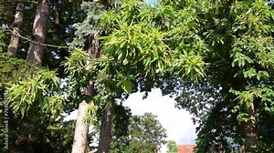 Castanea sativa, or sweet chestnut, is a species of flowering plant in the family Fagaceae, native to Southern Europe and Asia Minor, and widely cultivated throughout the temperate world.