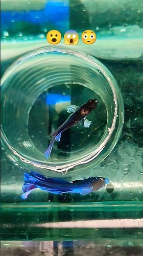 beta fish in full aggressive mood #brta fish #shorts #aggressive #fish