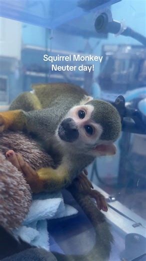 Let’s neuter a squirrel monkey! #vet #veterinarian #animals #monkey #vetmed