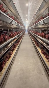 Did you know that a fully automated 10,000-capacity poultry farm can be efficiently managed by just two staff members? With advanced systems handling feeding, watering, egg collection, waste management, and climate control, labor requirements are drastically reduced. In this setup, the staff primarily focuses on monitoring equipment performance, ensuring the health of the birds, and responding to any technical issues. Automation not only streamlines operations but also maximizes productivity whi