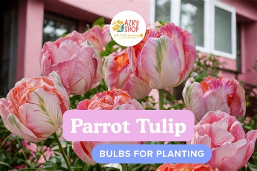 10 Parrot Tulip Bulbs – Large Spring Flowering Bulbs, Ruffled Exotic Tulips, Vibrant Garden Blooms for Beds, Borders & Containers - Etsy