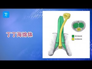 一张图，带你认识“阴茎海绵体”#Corpus Cavernosum