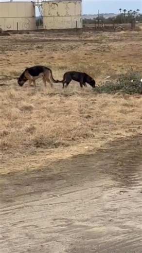 2.9K views · 64 reactions | HIGHEST PRIORITY! Clark: #1234212, Male,...