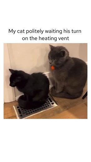 **operator voice** : Your wait time is less than 5 minutes. 😂😂🔥 #catmemes #catsdaily #cats #catlover #catsdaily #catsofinstagram #catlife DM for credit or removal | Relax My Cat
