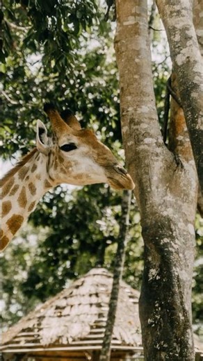🦒 Giraffe Facts! 🦴 Do Giraffes Really Have Only 7 Neck Bones?! | Animal Shorts!