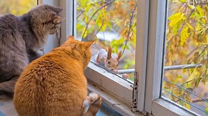 Why Do Cats ‘Chatter’ and ‘Chirp’ at Birds?