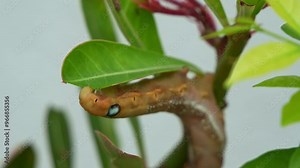 A hungry Oleander hawk-moth caterpillar with orange brown appearance, clings on the plant, feeding on the green stem and leaves in its natural habitat, close up shot.