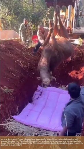 Honoring a Champion Bull with His Trophies #Culture #Animals #Tradition