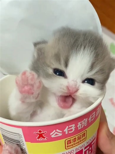 Delicious Cat Brand Instant Noodles for Pet Lovers