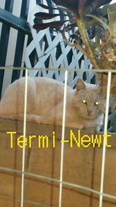 Talking cat's #business | The Doug Cats