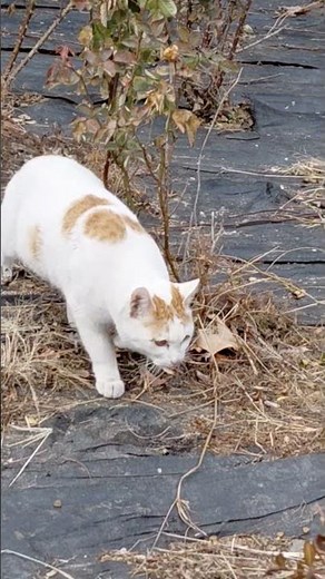 아기고양인데 성숙하다 #cat #행복한고양이