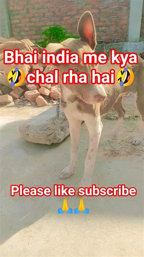 bhai india me kya chal raha hai😏😏# #shots #funny viral video🤣 my treending dog#short please sport 🙏🙏
