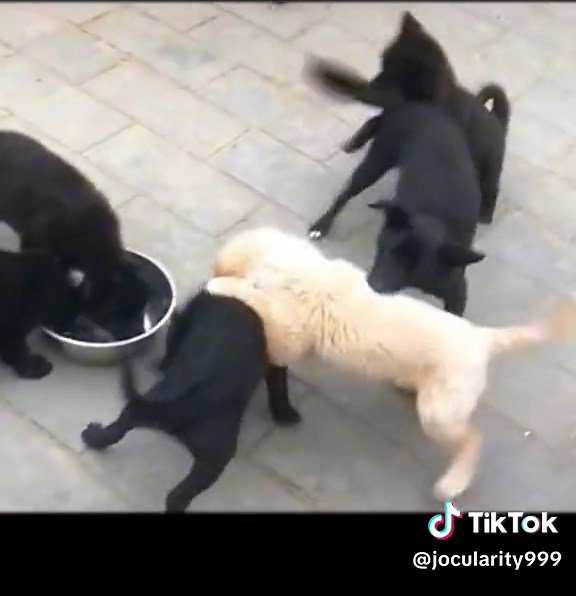 Playful Puppies of Different Breeds Enjoying Outdoors