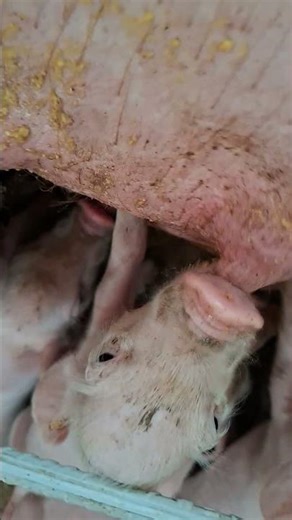 healthy piggy #pigletcare #piglet #hograiser #pigindustry #pigfeed #pigbreeding #pig #baboy #pigging