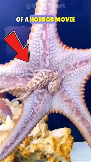 How Starfish Devour Their Prey!?🤯
