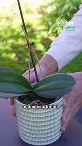 C’est le bon moment pour rempoter une orchidée : voici les bons gestes pour la faire fleurir à nouveau !