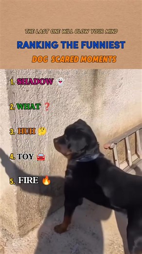Ranking the Funniest Dog Scared Moments 👻🐶