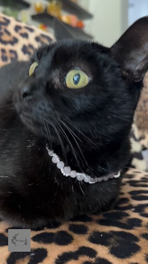 3 comments | Glass Rose Quartz Bead 11” Necklace For Cats/Small Dogs | Tea Designs | Facebook