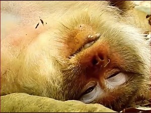 Mother Monkey death after giving birth Newborn baby al