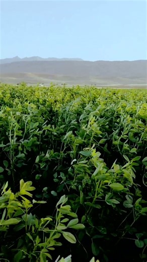 "Spring green carpet 🌱"
