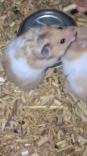 When I feed my hamster from my own hand... #music #hamster #highlights #subscribe #cute #pets #viral
