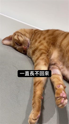 貓咪焦慮一直不好…真的很無助😞 #貓 #cat #貓咪日常 #貓咪 #貓貓 #焦慮 #求救 #petcare