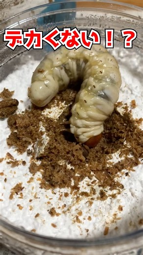 巨大幼虫がヤバすぎる…オオクワガタの成長記録 #オオクワガタ #菌糸瓶 #昆虫採集