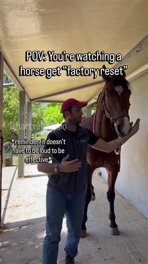 POV: Watching a horse get "factory reset" 🐴💥 #shorts #asmr