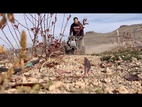 Tilling Aronia Garden: Autumn Field Work