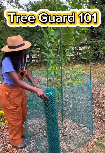 Protecting Fruit Trees #urbangarden #gardenlife #treeplanting #gardeningtips #beginnergardener
