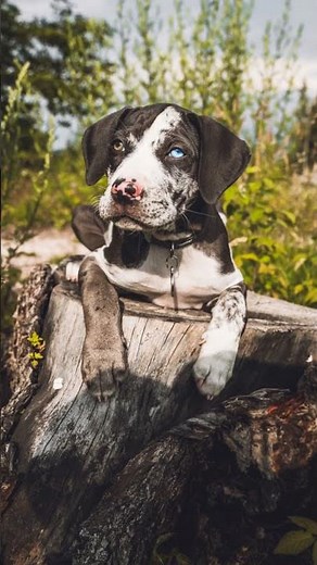 Louisiana’s State Dog in 30s: The Catahoula Leopard!